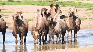 Camels, lake, mammal