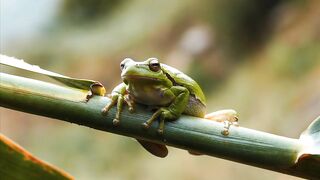 Frog, reeds, green