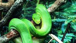 Python, green python