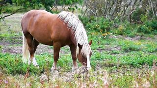 Horse, mane, mammal