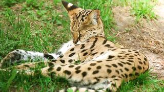 Serval, pet, lynx