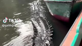 A Massive River Crocodile Appear Out of Nowhere