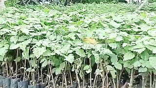 Patchouli seedlings ready for planting
