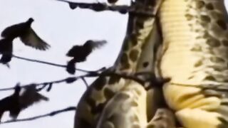 Big snake in danger