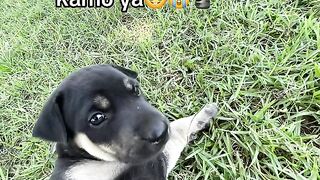 Crazy dog