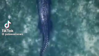 Drone Caught Massive Freshwater Crocodile