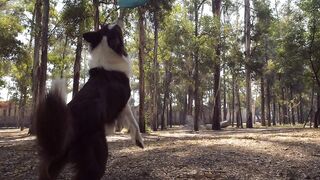 Dog-catches-a-Frisbee-in-mid-air