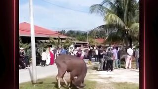 woekwoke kenapa nih sapi?