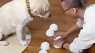 Animal brain very nice ????????