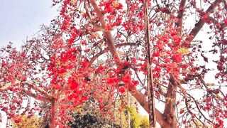 Sumbul tree on Indus bank