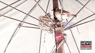 Bulbul birds