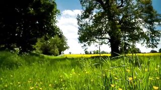 The Beautiful Scenario with Blue sky and green trees & Grass