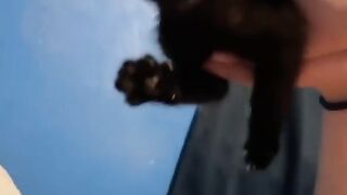 Funny cat meaw????????