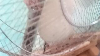 Fan solar