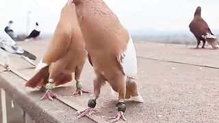 Beautiful pigeon couple ❤️