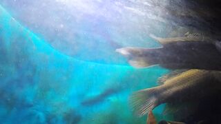 Water fish
