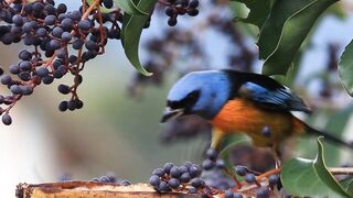 Bird, tree, colorful