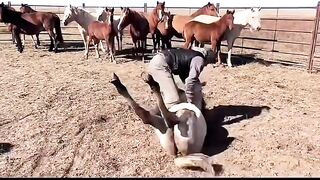 “It’s not just training — it’s trust. Teaching a horse to lie down starts from the heart.”