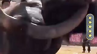 Dangerous animal fight video