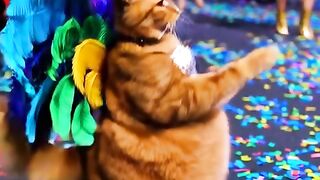 Cat video nice video like subscribe