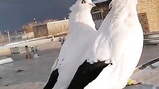 Beautiful pigeon shorts ????