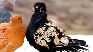 Pigeon shorts vedios