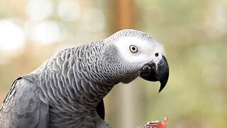 Bird, gray parrot