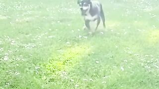 Happy Feet????Dog