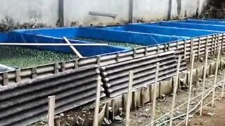 Jika serius ingin belajar budidaya ikan lele, jangan buat satu kolam