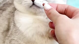 Trick a cat||