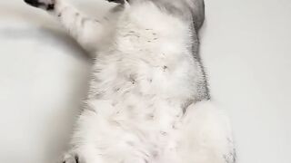 Cat||