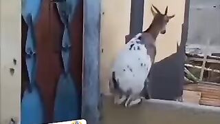 Janwaron ki sharar