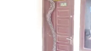 Pythons at door of residents' homes
