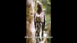 5 rare animal
