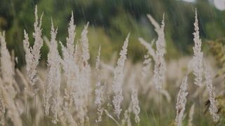 No, in dreams, some flowers with rain falling