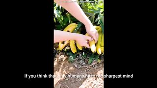 Sharpest mind animal