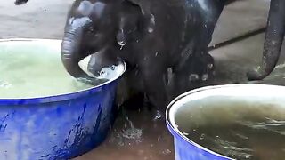 Imagine if you had a job playing with a baby elephant in a tub of water.