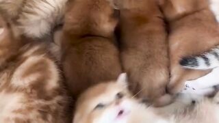 very nice cute cat video