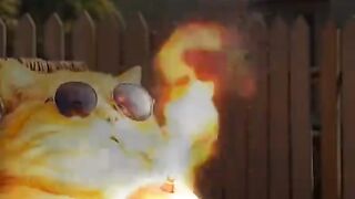 Cat attacking in Bear