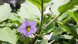 Oil Brinjal Curry
