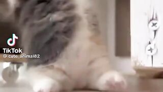 Cute baby cat #short