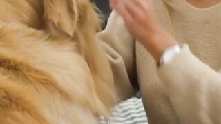 Talking dog funny video | Try not to laugh????????????