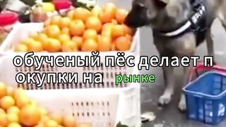 Пес сам ходит за покупками мне бы такого.