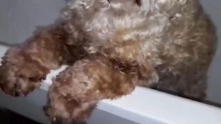 SOS-situation???? spaniel humor кокер спаниель.