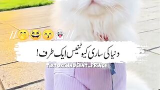 Cute cat lovely❤️????????????????