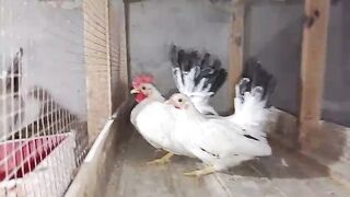 Pahal