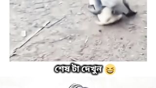 Funny Laugh Animals Fight Funny