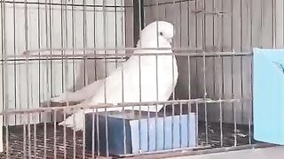 The birds