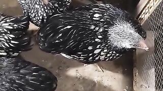 Chicken feather