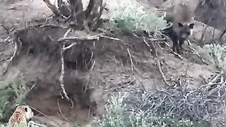 Lion Attacking in Peggy.